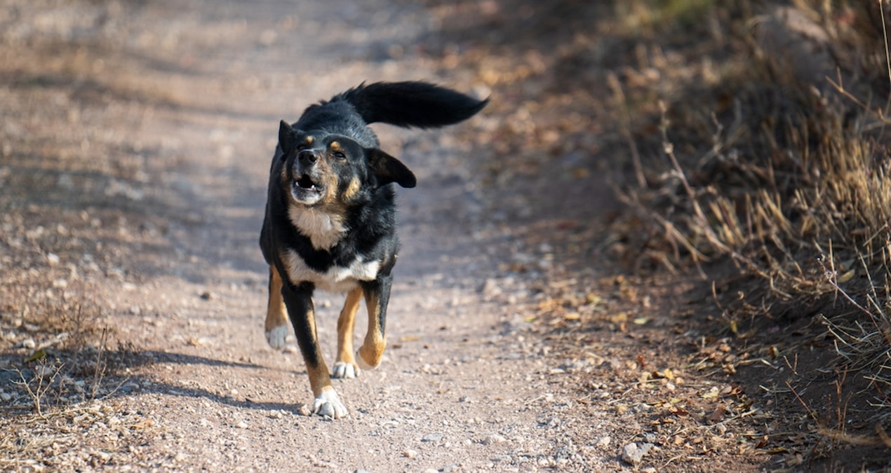 Son Gelişme: Hayatını köpeğine borçlu: 'Birdenbire ağzımı koklamaya resmen start aldı' - Haberleri ve Merak Ed