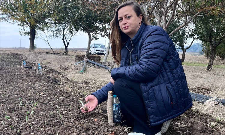 Hayrabolu'da kadın üretici 700 metrekarelik alanda salep üretimine yöneldi - Son Dakika Bilgileri