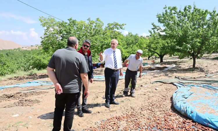 Hekimhan’da aşırı yağış kayısıya zarar verdi: Hasar tespit çalışmaları sürüyor - Haberleri | İşte Tüm Ayrıntıl