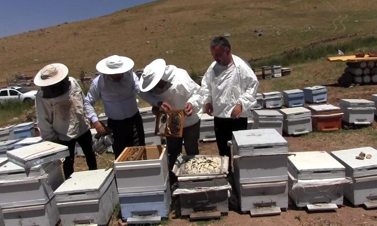 Honey production season for Pervari honey kicks off on Herekol Dağı