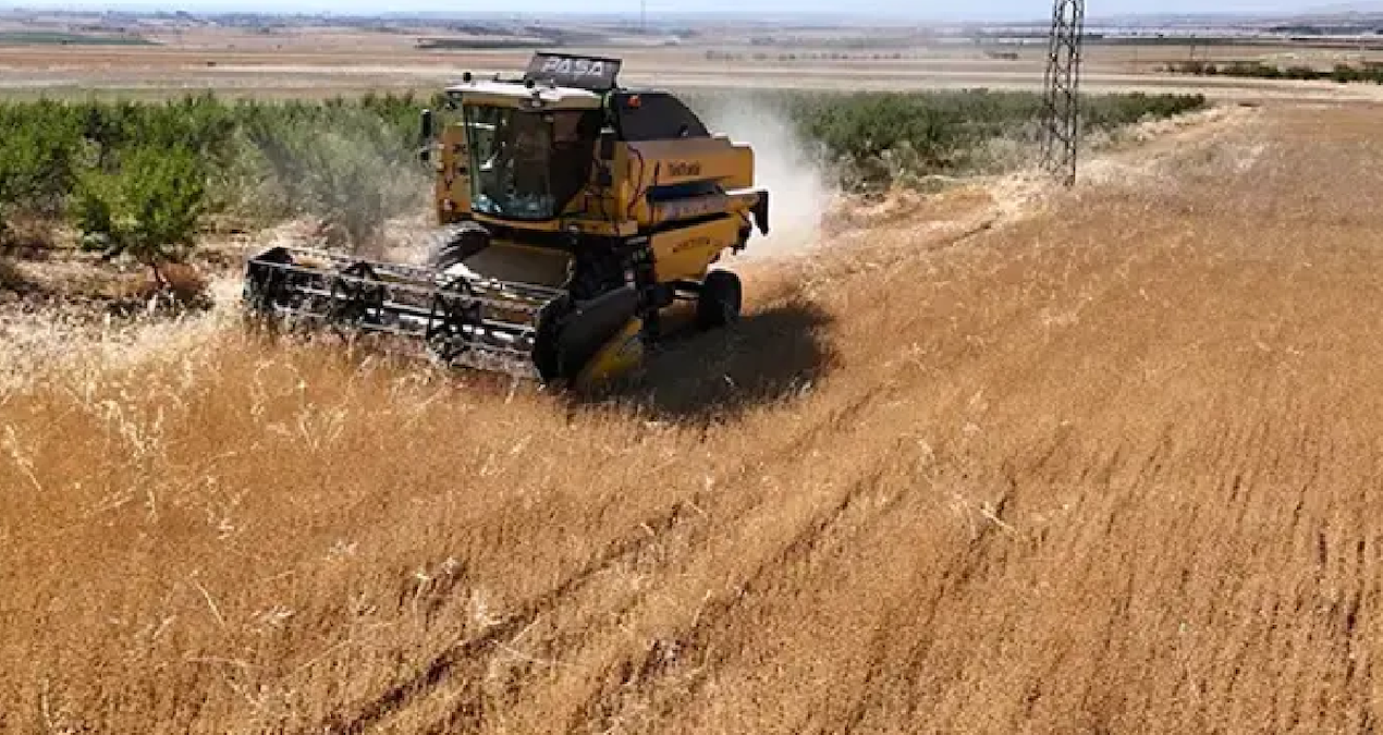 It was planted for the first time and became a new source of income: America and Germany lined up - Latest News