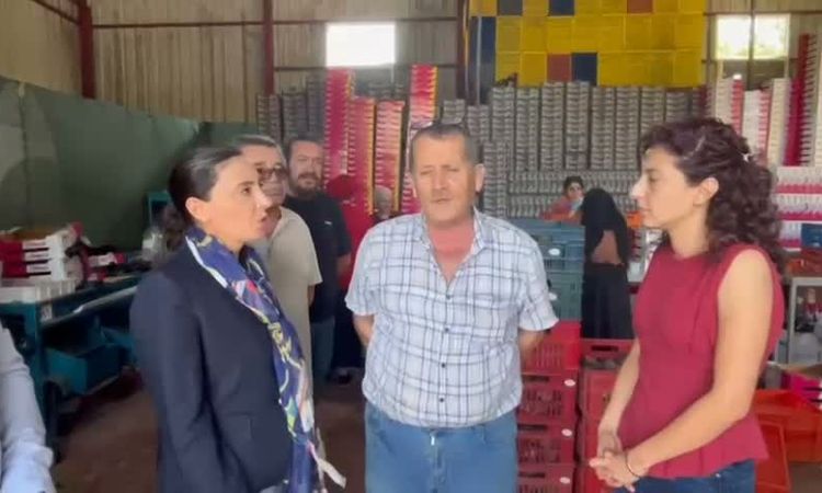 İncir üreticisi Nurhayat Kayışoğlu’na dert yandı: "Titanik filminde piyano çalıyorlar ya hani... Onlar piyano