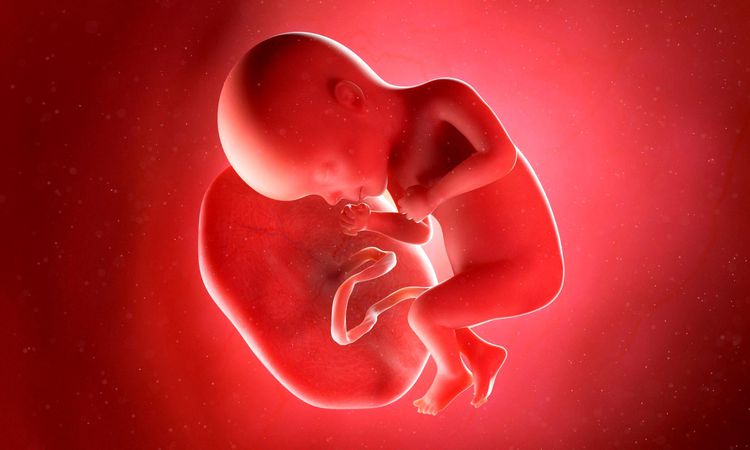 Human placenta: Medical waste or miracle cure? - News