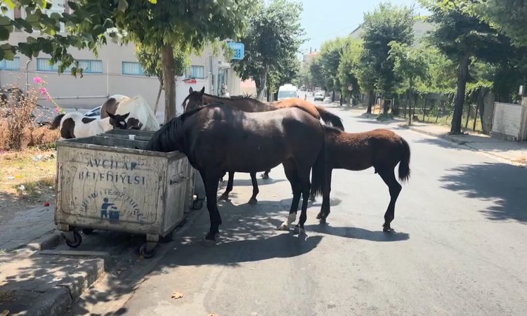 Ayrıntılar Netleşti: İstanbul'da başıboş atlar tehlikeye davetiye çıkarıyor - Son Dakika | İşte Tüm Ayrıntılar