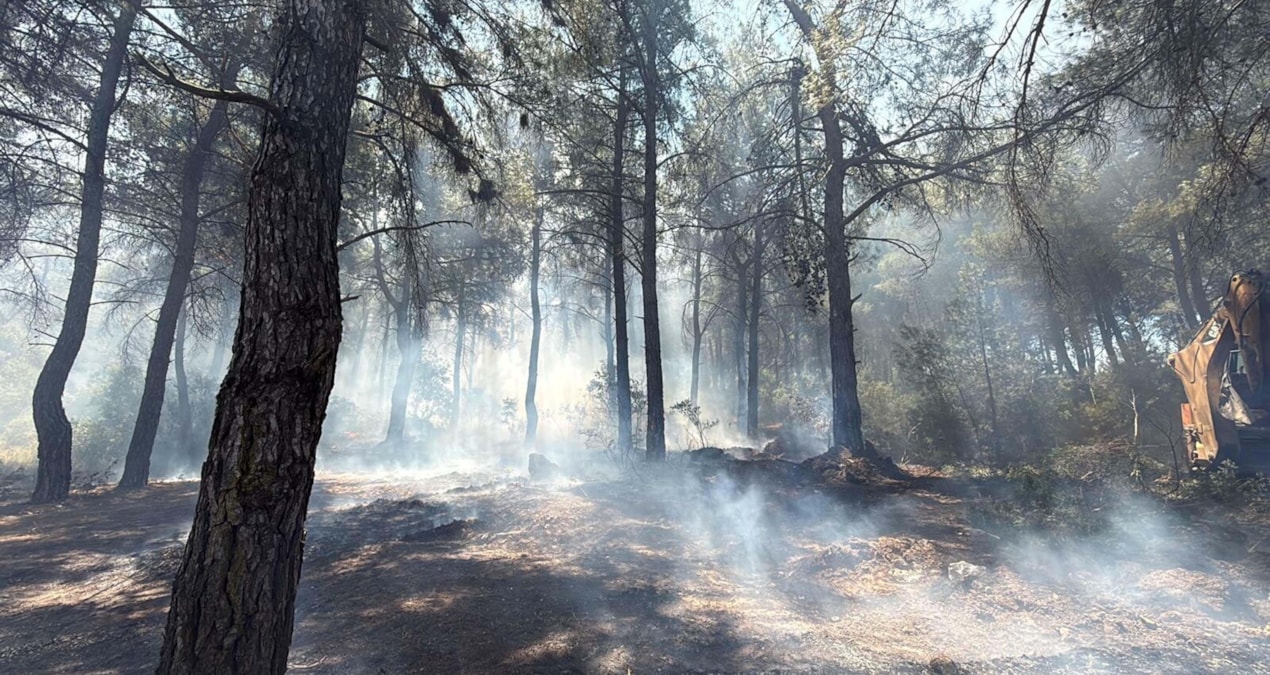 Arrest due to forest fire in Izmir - News