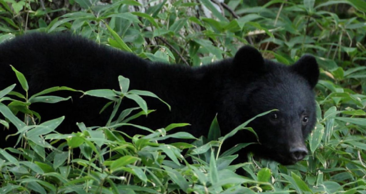 After Izmir, Çorum! Bear attack hospitalized - Last Minute
