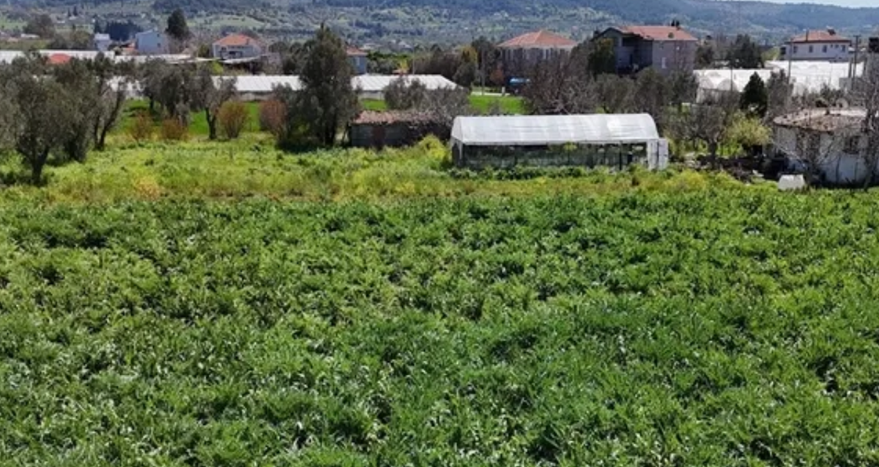 Harvested in Izmir and sent to Ankara: It became the favorite of the NATO summit - Latest News
