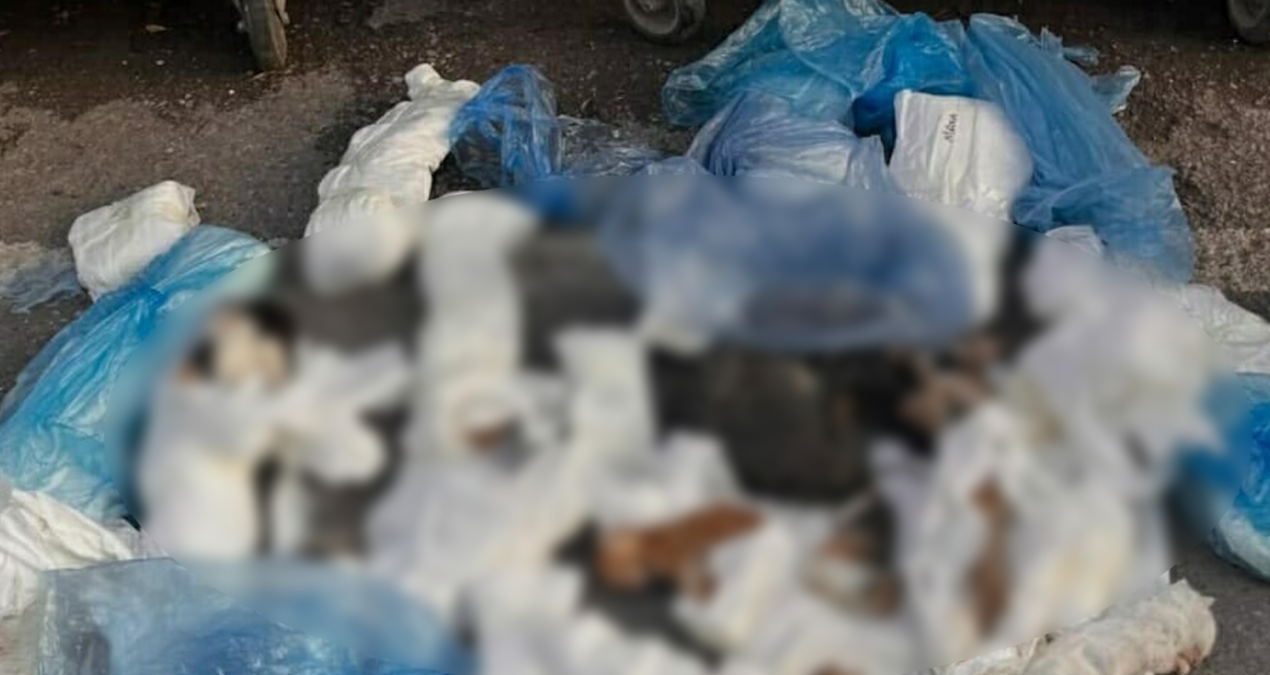 İzmir'de ölü bulunan 33 kedi... Veteriner adliyede - Son Dakika: Gelişmeler Takip Ediliyor