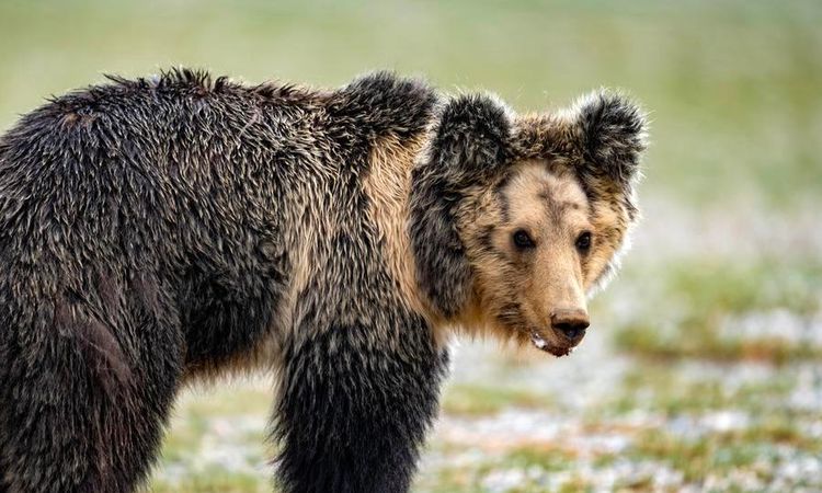 A Bear Entered the House of an 87-Year-Old Man in Japan and Searched for Food in the Refrigerator - Breaking News