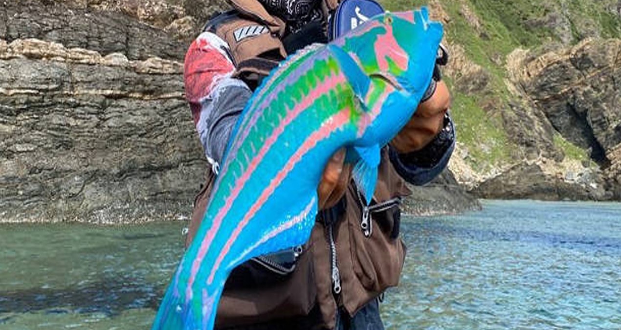 Ayrıntılar Netleşti: Japonya'da viral olan balığın sırrı açığa çıktı - Son Dakika: Gelişmeler Takip Ediliyor