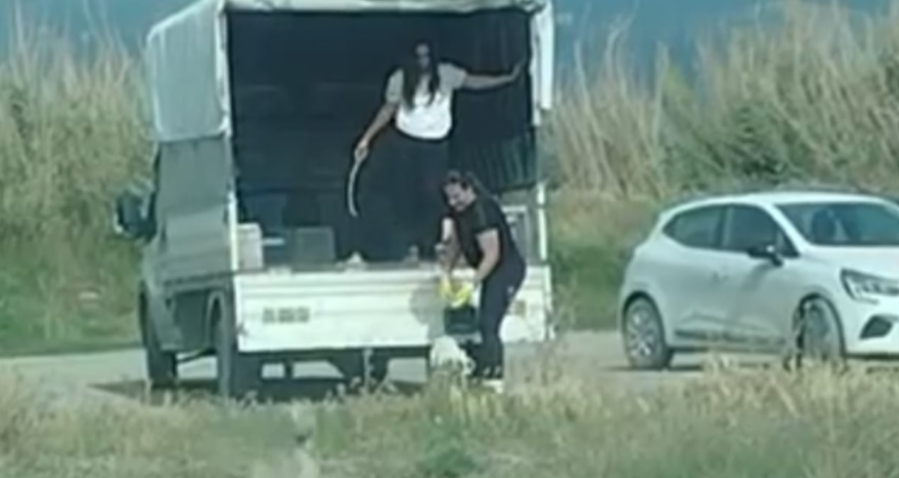 Kritik Açıklama: Bir kamyonet sokak köpeğini bıraktıkları yere bakın - Son Dakika - Son Dakika Bilgileri