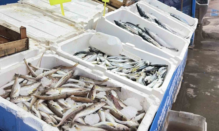 Karaburun'da palamut bolluğu yaşanıyor, tane 100 liradan satılıyor | İşte Tüm Ayrıntılar