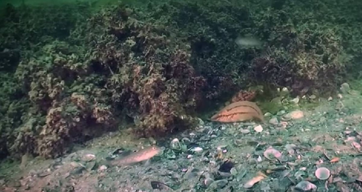 Kritik Açıklama: Karadeniz'in dibinde devasa tarla keşfedildi: Uzaydan bile görülebilen bir mucize - En Son Ha