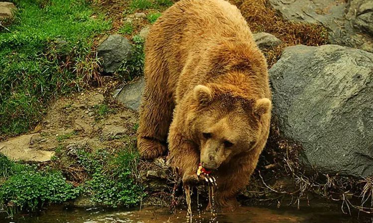 Ayrıntılar Netleşti: Karadeniz’de popülasyonu artan ayılar için uzmanından ‘önlem alınmalı’ uyarısı - Son Daki