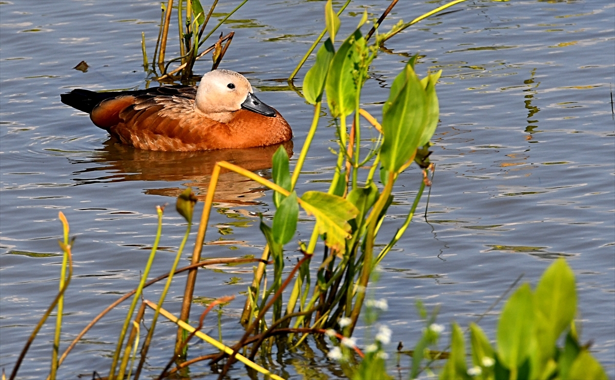 Wetlands in Kars were delighted with wild birds - Breaking News