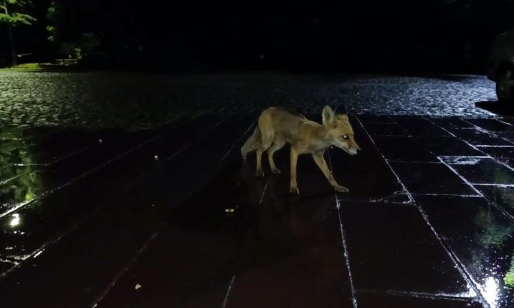 A citizen in Kars fed a red fox under the rain: Those moments were caught on camera - Breaking News