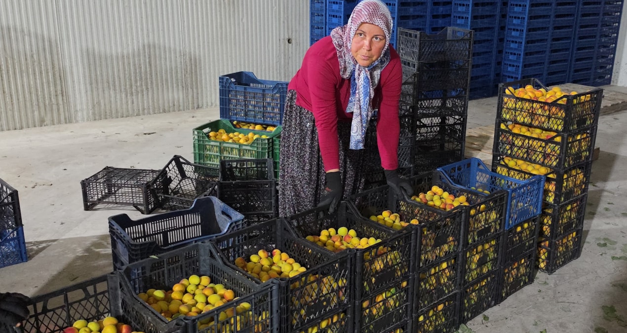 Kasa kasa hasat edilip Rusya ve Romanya'ya gönderiliyor: Kalitesine göre fiyatı değişiyor - Son Dakika Haberle