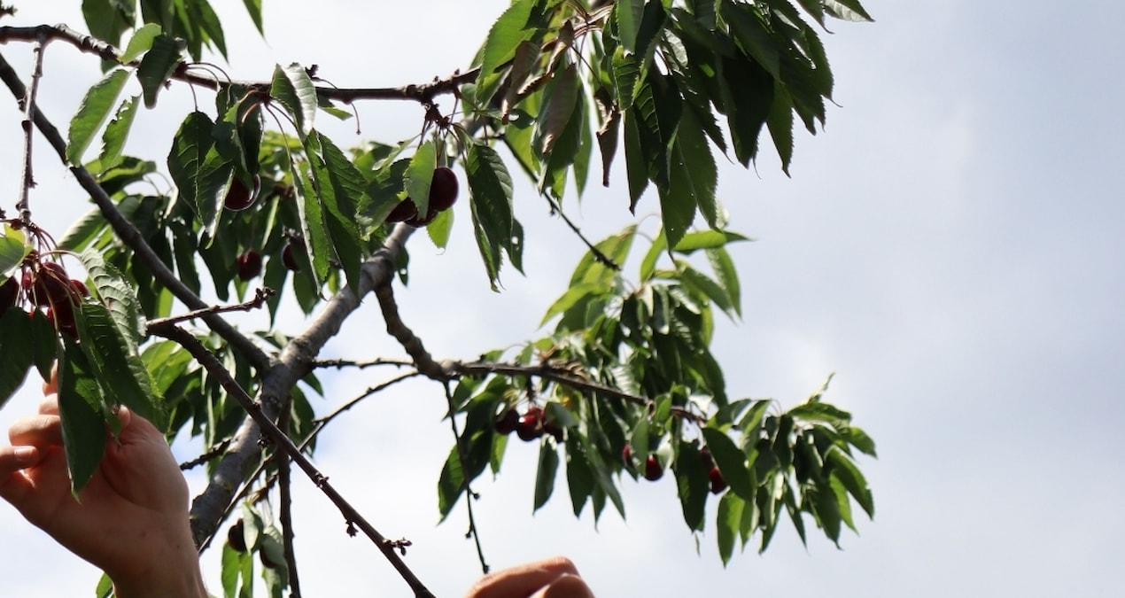 Mysterious incident in Kastamonu! The cherry he ate is over, his wife's treatment continues - Latest News