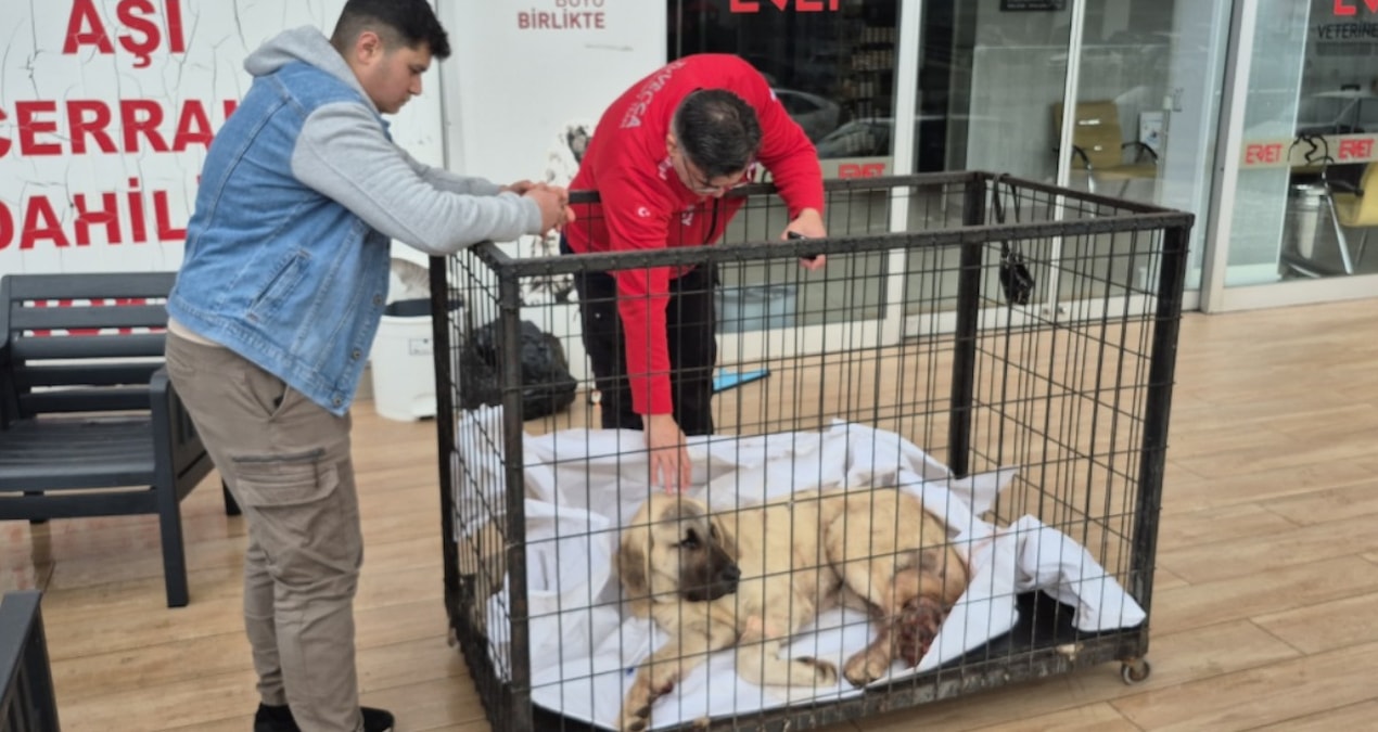 Son Gelişme: Kayıp ilanıyla aranan köpek vurulmuş halde bulundu! - En Son Haber | İşte Tüm Ayrıntılar
