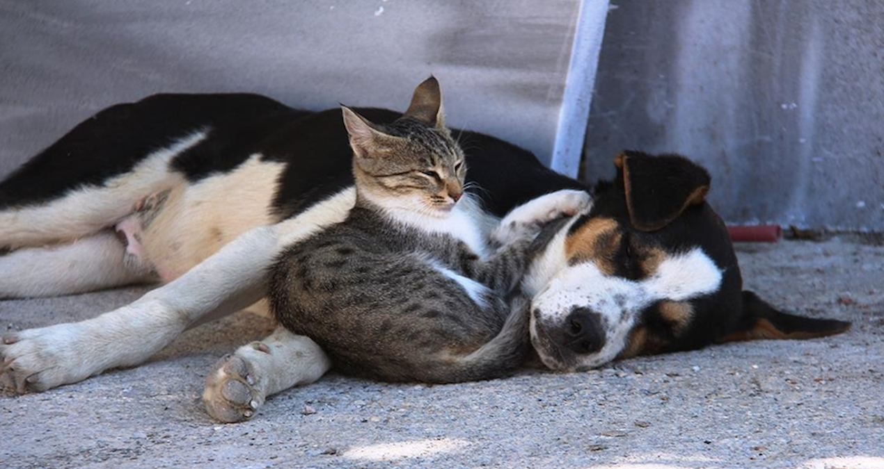 Sıcak Gündem: Kedi ve köpeklerde akraba çiftleşmesi yasaklandı - Haberleri