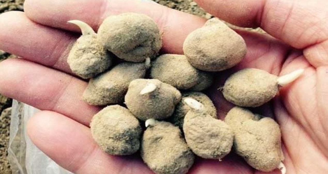 Son Gelişme: Kendi yetiştiren aylar içinde zengin oluyor: 1 kilosu 18 bin TL'ye satılıyor - Son Dakika: Gelişm