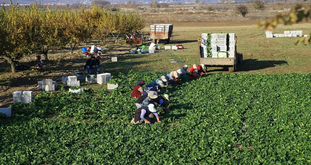 Gündemden Son Bilgiler: Bir kere dikince 20 kez hasat veriyor: Bahçesinde olan paraya para demiyor - Son Dakik