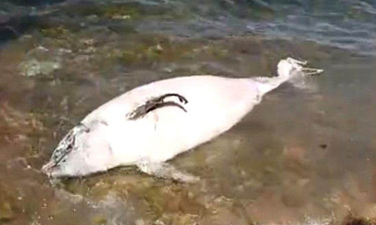 Sad sight on Kınalıada beach: A dead dolphin washed up on the beach - News