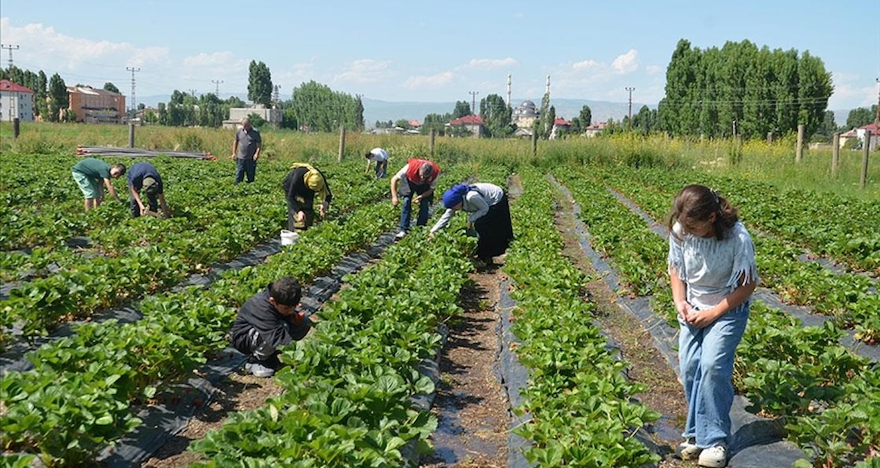 Gündemden Son Bilgiler: Kırmızı altında hasat devam ediyor: Hedef 10 bin 900 ton rekolte - Son Dakika Haberler