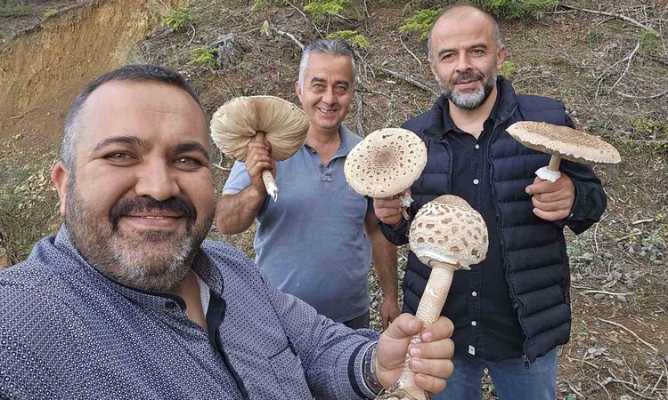 Konya Beyşehir'de yağış sonrası güz mantarları mini motorlu testereyle kesildi - Son Dakika Bilgileri