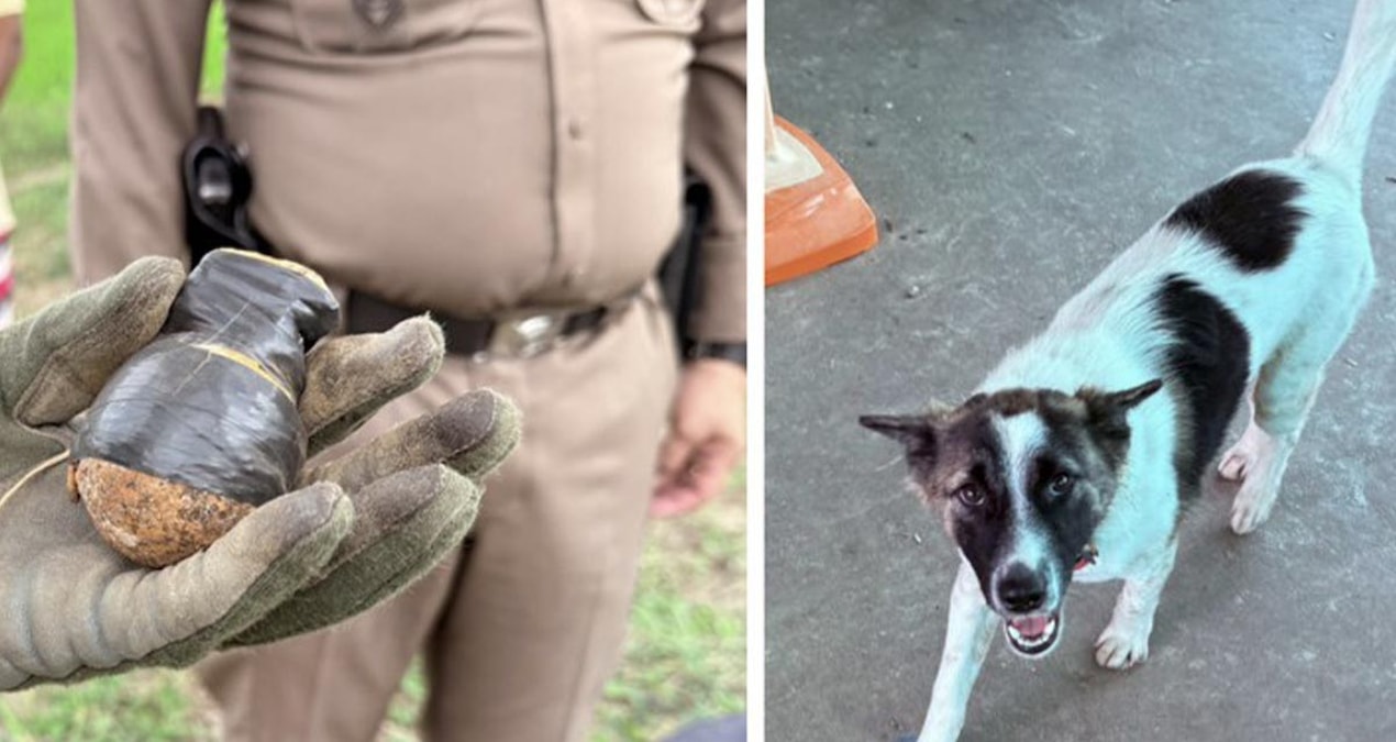 The object the dog brought home alerted the police: Disaster was averted at the last minute - Last Minute