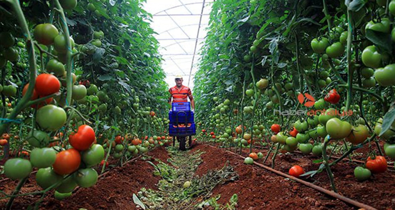 Köprüden önce son satış - En Son Haber: Gelişmeler Takip Ediliyor