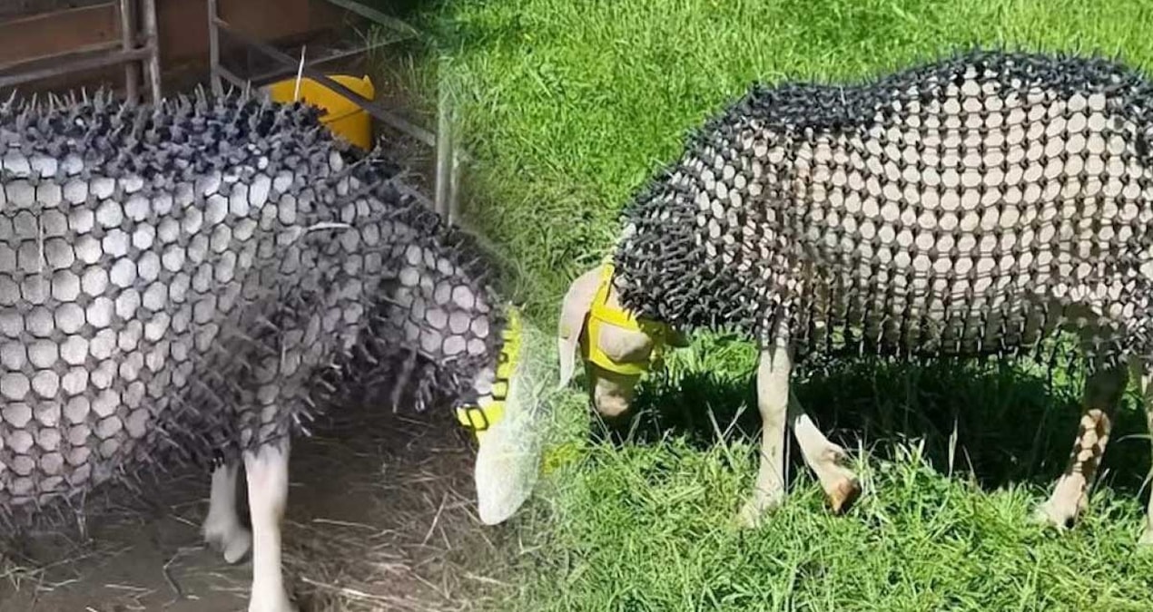 They dressed sheep in spiked armor - Last Minute