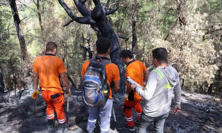 Kritik Açıklama: Adana Kozan'da 5 bin 903 hektarlık yangın sahasında ağaç damgalama resmen start aldı ve Merak