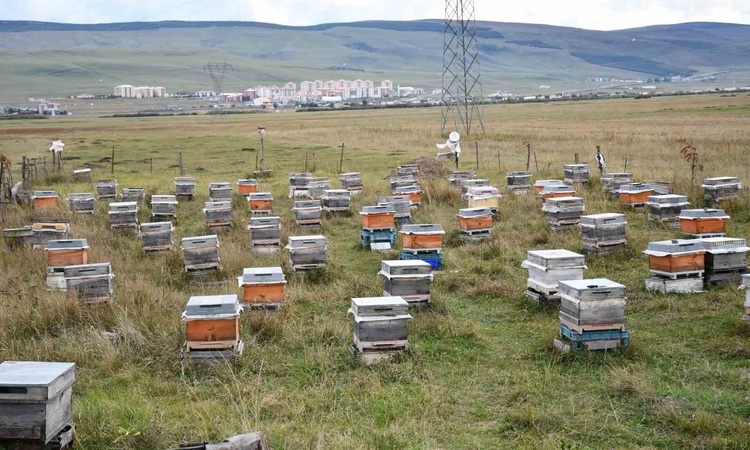 Kritik Açıklama: Ardahan’da arıcılar kış bakımına resmen start aldı, 2026’da kovan başına 5 kilo bal alındı |