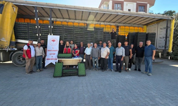 Kritik Açıklama: Balıkesir Burhaniye'de 300 bin 300 marul fidesi üreticilere yüzde 75 hibeyle verildi ve Merak