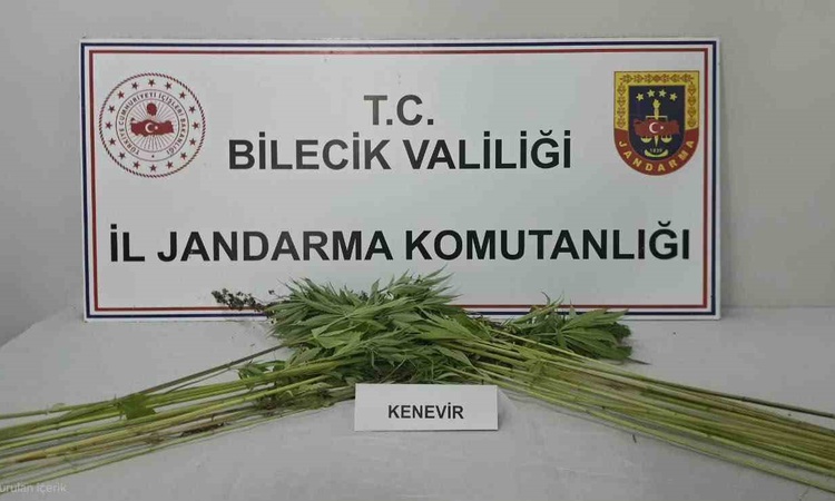 Kritik Açıklama: Bilecik Pazaryeri'nde bir tarlada ekili kenevir ele geçirildi, adli işlem başlatıldı