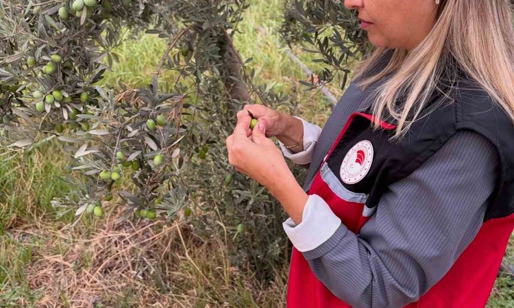 Kritik Açıklama: Burhaniye'de İlçe Tarım ekipleri hasat öncesi zeytin sineği vuruk sayımını artırdı ve Merak E