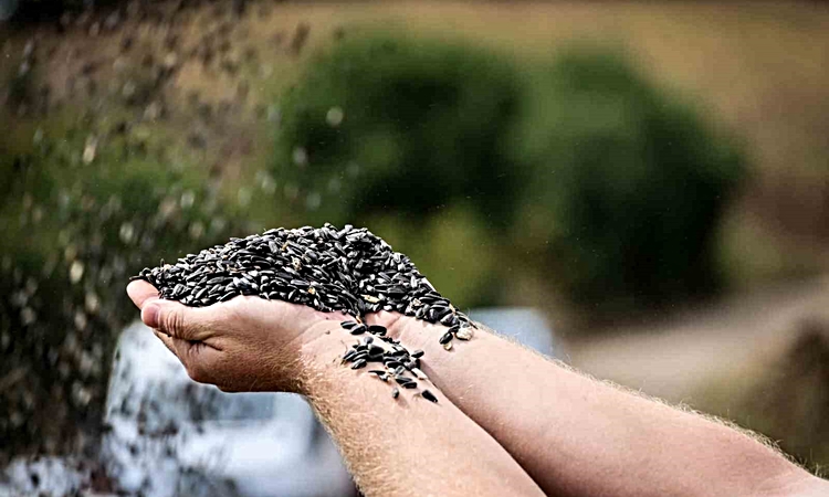 Kritik Açıklama: Çayırlı’da "doğanın sarı gelini" ayçiçeğinde hasat resmen start aldı ve Merak Edilenler