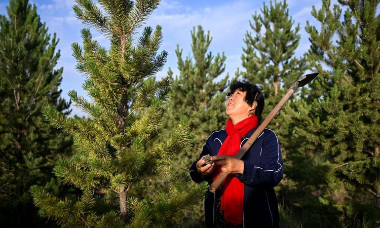 Kritik Açıklama: Çölleşmeyle mücadelede öncü Yin Yuzhen, FAO'nun 100 Kadın Kahramanı listesine girdi - Son Dak