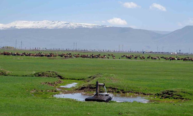 Kritik Açıklama: Danimarka'nın 1933'te Erzurum ve Kars'a Süt Sanayisi İçin İzin Talebi: Tarihi Belge Gün Yüzün