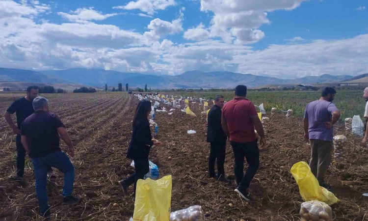 Kritik Açıklama: Erzincan Tercan'da patates hasadı resmen start aldı, üreticiler kışlık patatesleri hasat ediy