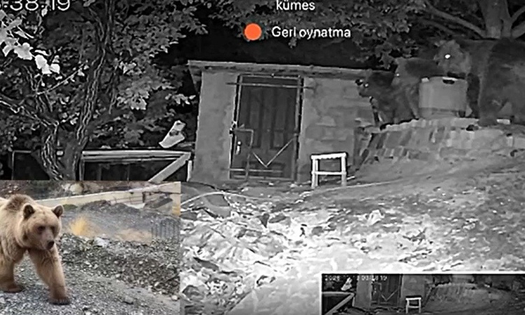 Kritik Açıklama: Erzincan Üzümlü'de 3 ayı bağ evinin bahçesine girdi, güvenlik kamerasına yansıdı ve Merak Edi