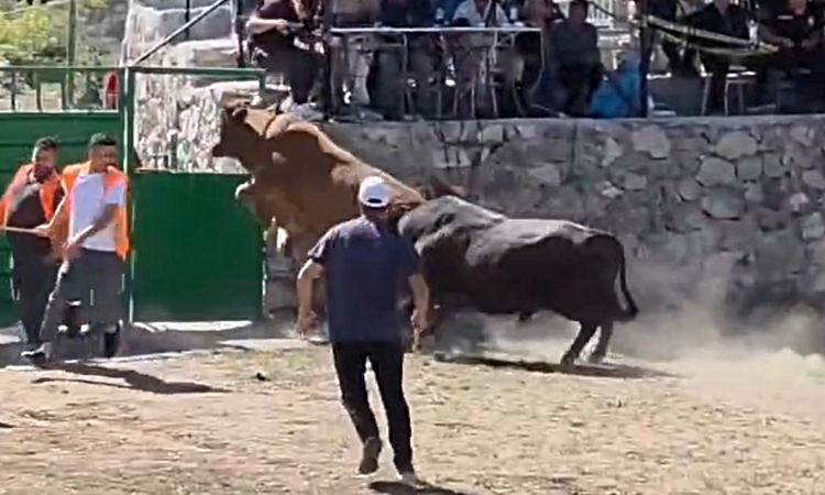 Kritik Açıklama: Güreşten kaçan boğa, demir kapıdaki boşluktan arenanın dışına atladı ve Merak Edilenler