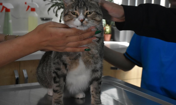 Kritik Açıklama: İzmir Çiğli'de öğrenciler, kedi Kurabiye'nin 22 bin liralık tedavisine destek oldu