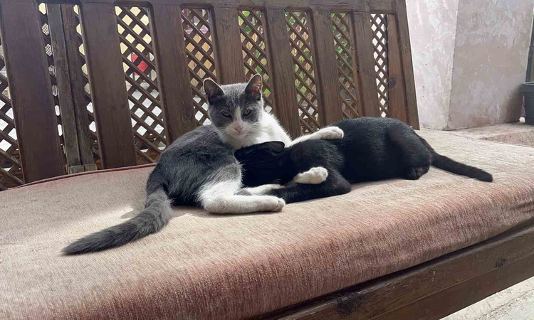 Kritik Açıklama: Kastamonu'da annesi emzirmeyi reddedince kardeşini emen kedi, büyüse de vazgeçmiyor | İşte Tü