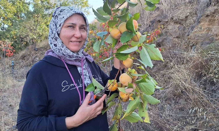 Kritik Açıklama: Manisa Sarıgöl'de cennet hurması hasadı resmen start aldı, ev kadınları kurutup cips yapıyor: