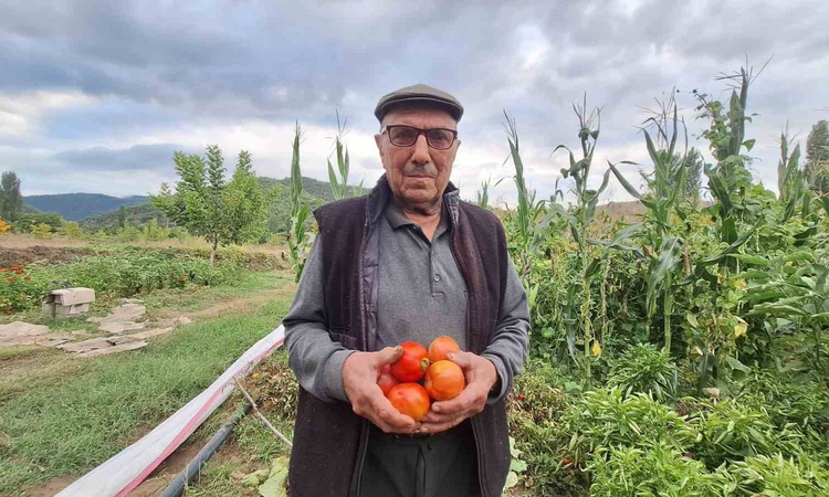Kritik Açıklama: Manisa Sarıgöl'de çiftçi İbrahim İçen, ata tohumu domateslerden her yıl tohum alıyor: Gelişme