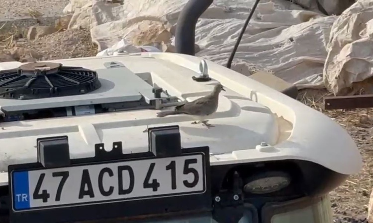 Kritik Açıklama: Mardin'de çiftçi, kumru yuvası yüzünden 33 gün beklettiği traktörünü çalıştırdı | İşte Tüm Ay