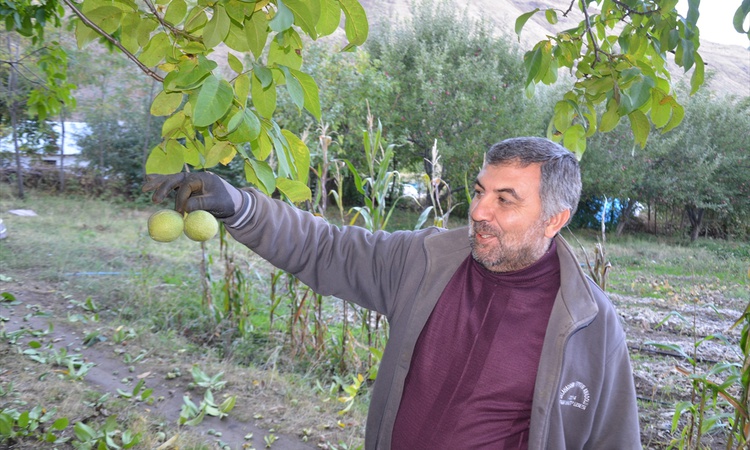 Kritik Açıklama: Muş'ta ceviz hasadı resmen start aldı, 5 bin dönümde 1100 ton üretim yapılıyor