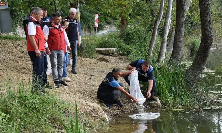 Kritik Açıklama: Ordu’daki göl ve göletlere 80 bin yavru sazan bırakıldı